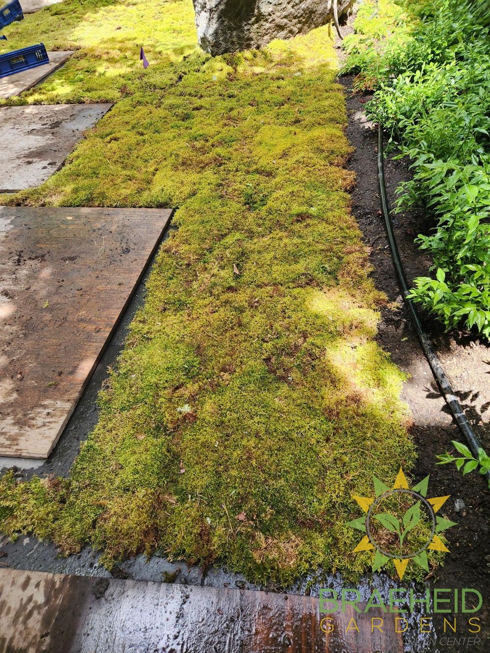Natural Canadian Forest Moss - Revita-Moss™ (Pleurozium schreberi)