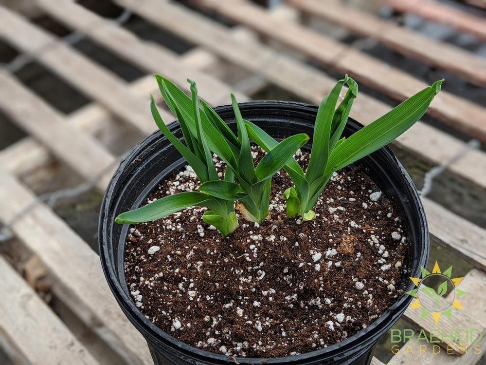 Daylily 'Purple de Oro' - NO SHIP -
