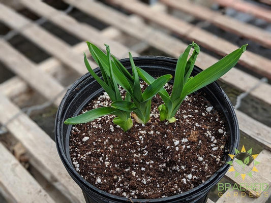 Daylily 'Purple de Oro' - NO SHIP -