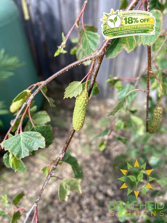 Young's Weeping Birch- Tree for sale, Grown in Grande Prairie -Braeheid Gardens Ltd. on Emerson Trail