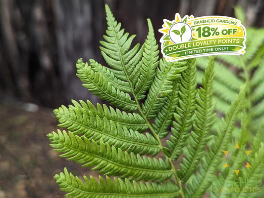 Ostrich Fern
