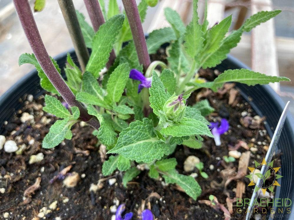 Salvia Sage 'Blue Marvel' - NO SHIP -