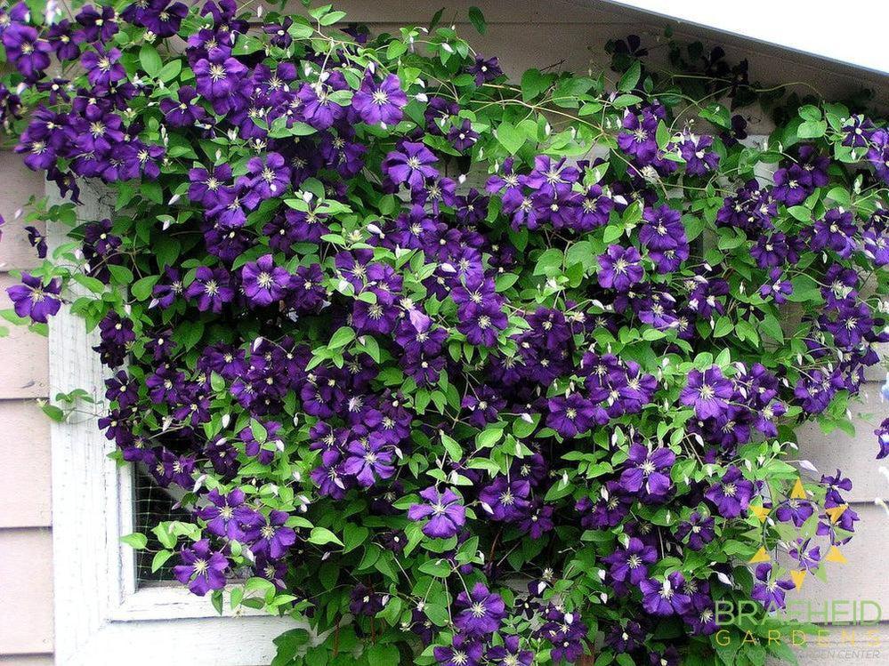Jackmanii Superba Clematis