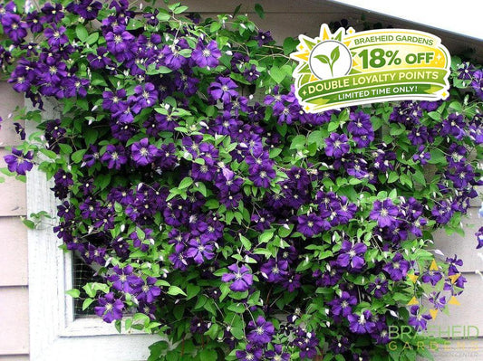 Jackmanii Superba Clematis