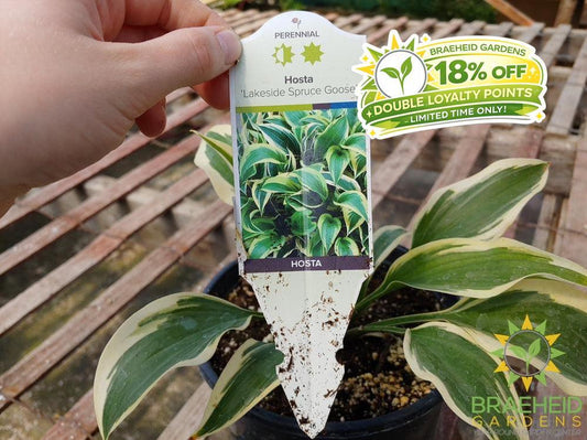 Hosta 'Lakeside Spruce Goose' -NO SHIP -
