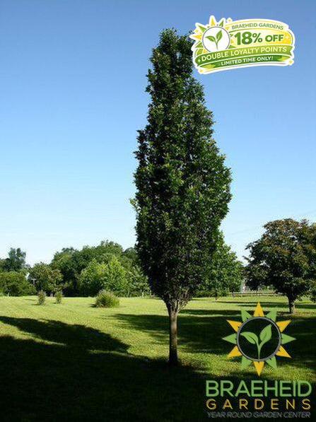 Regal Prince® Oak- Tree for sale, Grown in Grande Prairie -Braeheid Gardens Ltd. on Emerson Trail
