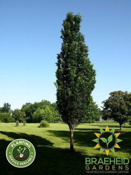 Regal Prince® Oak- Tree for sale, Grown in Grande Prairie -Braeheid Gardens Ltd. on Emerson Trail
