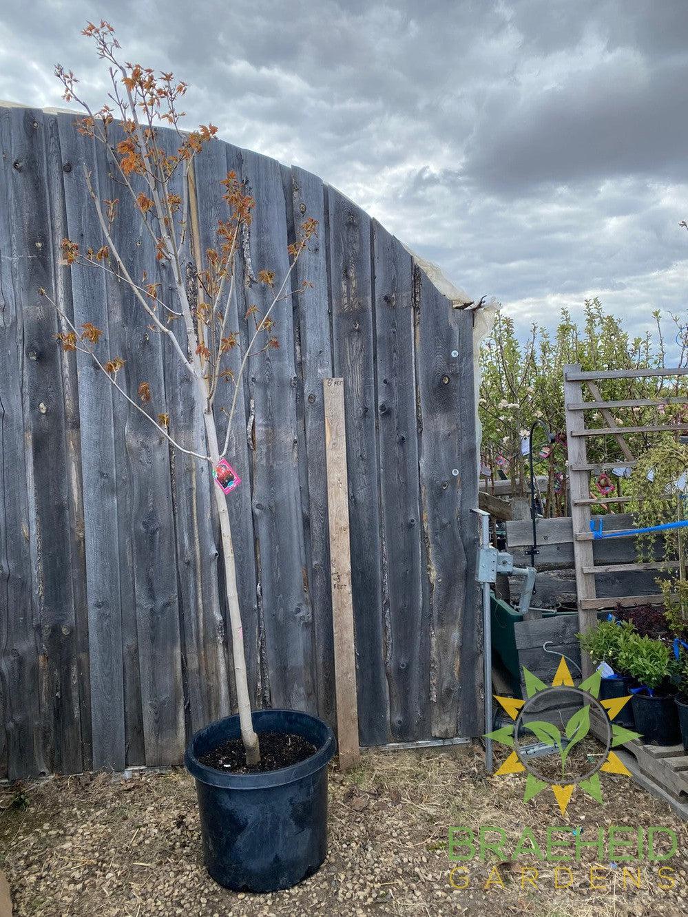 Sugar Maple – Braeheid Gardens Ltd.