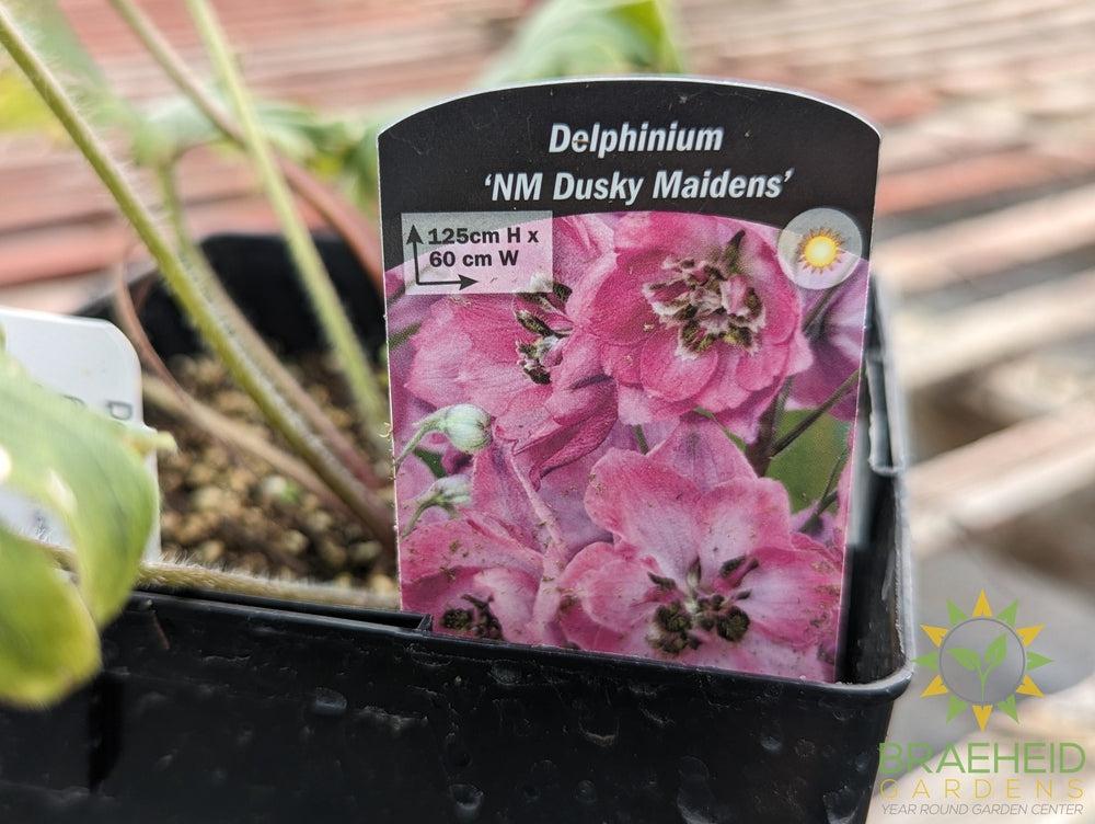 Delphinium 'Dusky Maidens' -NO SHIP-