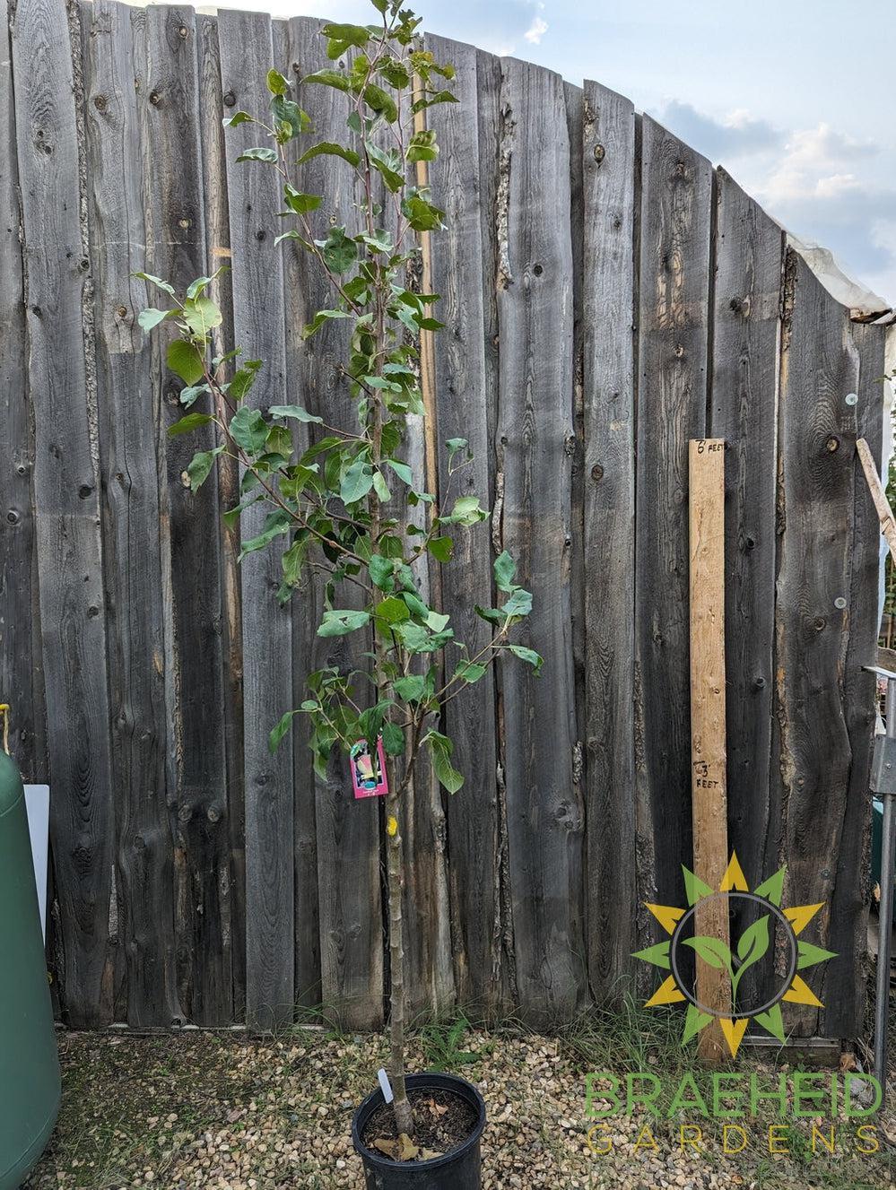 Goodland Apple- Tree for sale, Grown in Grande Prairie -Braeheid Gardens Ltd. on Emerson Trail