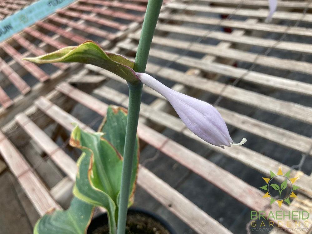 Earth Angel Hosta - NO SHIP -