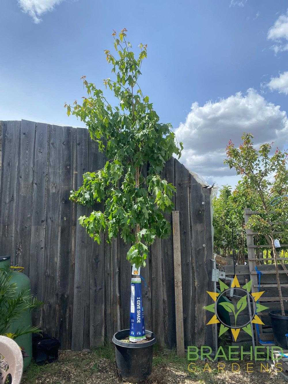 Fall Fiesta® Sugar Maple- Tree for sale, Grown in Grande Prairie -Braeheid Gardens Ltd. on Emerson Trail