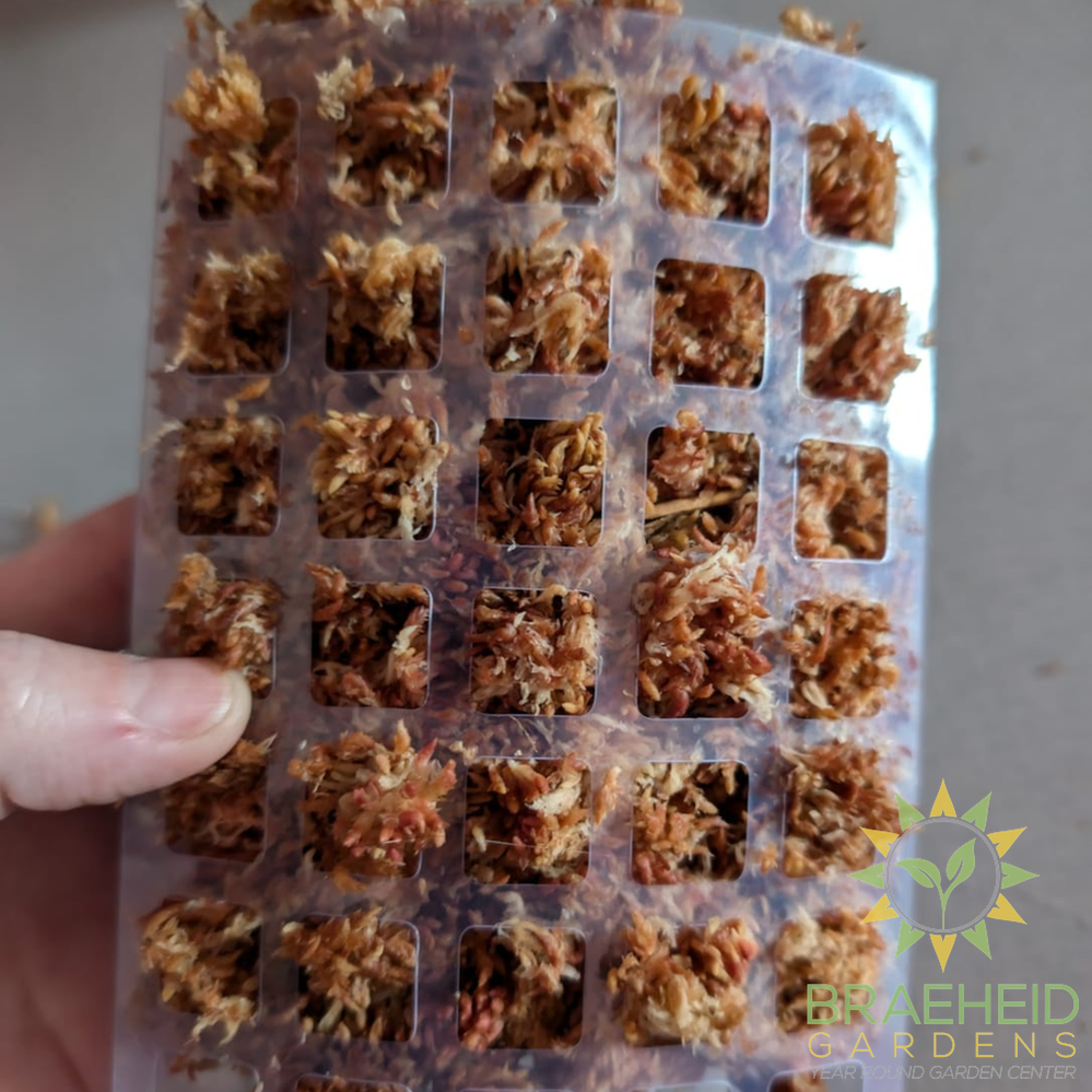 Premium Sphagnum Moss
