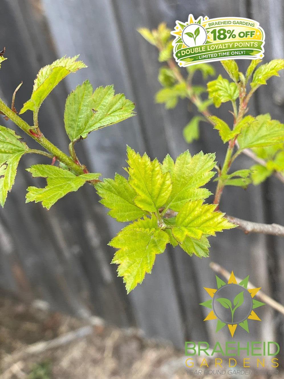 Snowbird Hawthorn- Tree for sale, Grown in Grande Prairie -Braeheid Gardens Ltd. on Emerson Trail