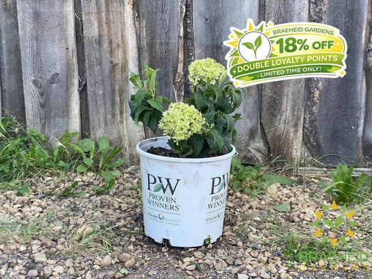 Invincibelle® Limetta® Hydrangea