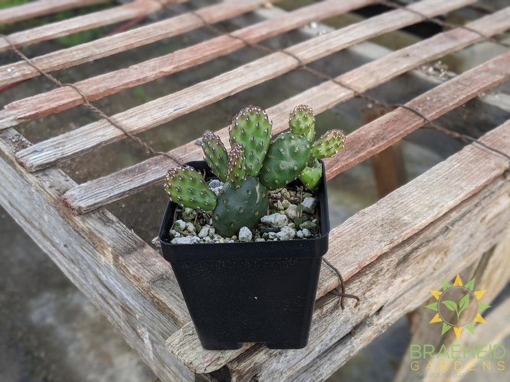 Opuntia Fragilis 'Pony' - Cold Hardy