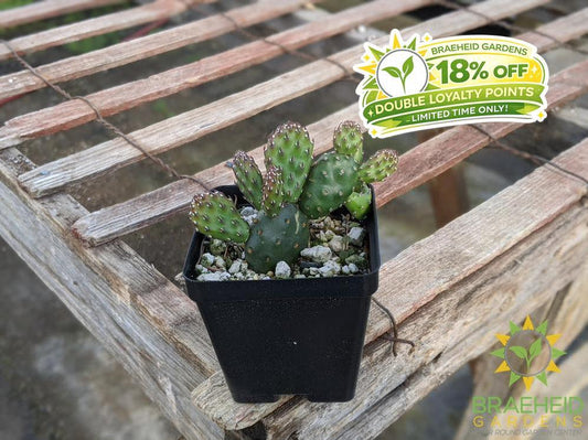 Opuntia Fragilis 'Pony' - Cold Hardy