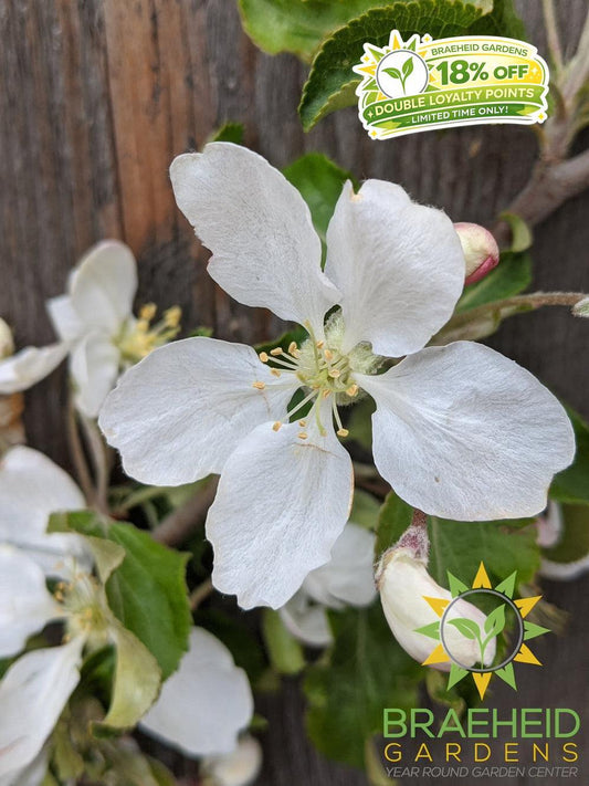 Rescue Crabapple- Tree for sale, Grown in Grande Prairie -Braeheid Gardens Ltd. on Emerson Trail