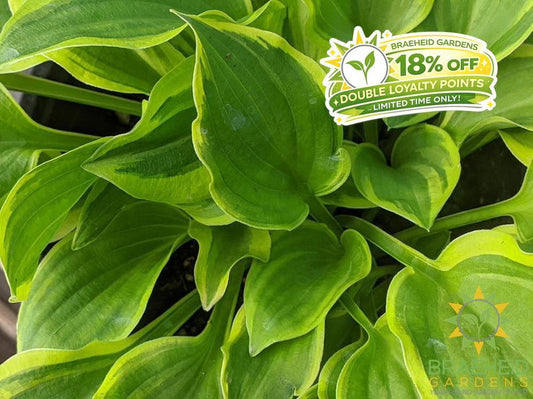 Hosta 'Color Festival' - NO SHIP -