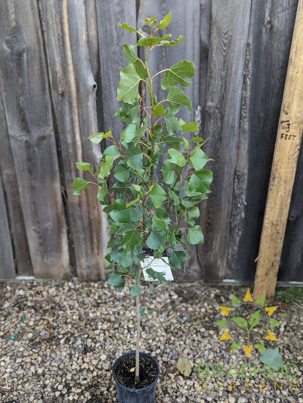 Prairie Sky Poplar- Tree for sale, Grown in Grande Prairie -Braeheid Gardens Ltd. on Emerson Trail
