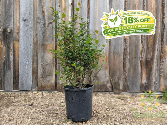 Peking/Hedge Cotoneaster