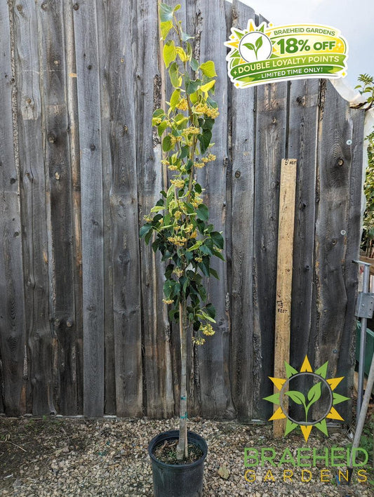Dropmore Linden- Tree for sale, Grown in Grande Prairie -Braeheid Gardens Ltd. on Emerson Trail