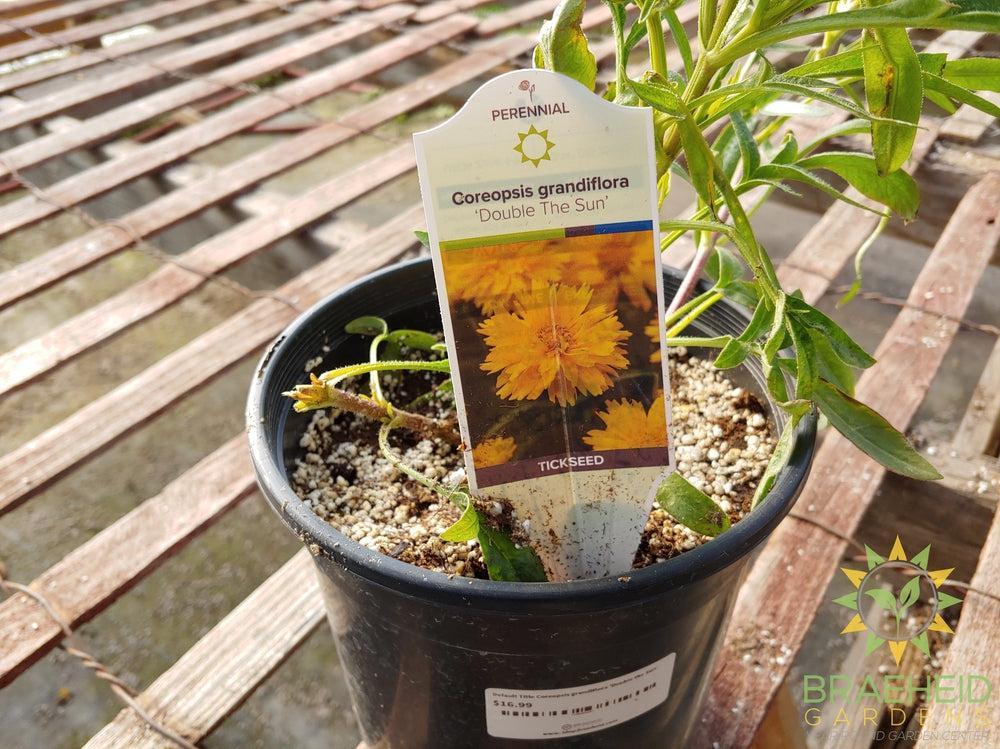 Coreopsis grandiflora 'Double the Sun' -NO SHIP-