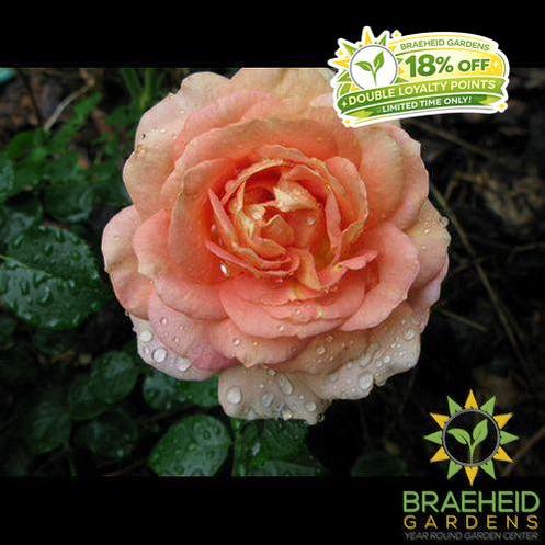 Olds College Centennial Rose