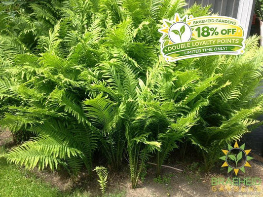 Native Fern