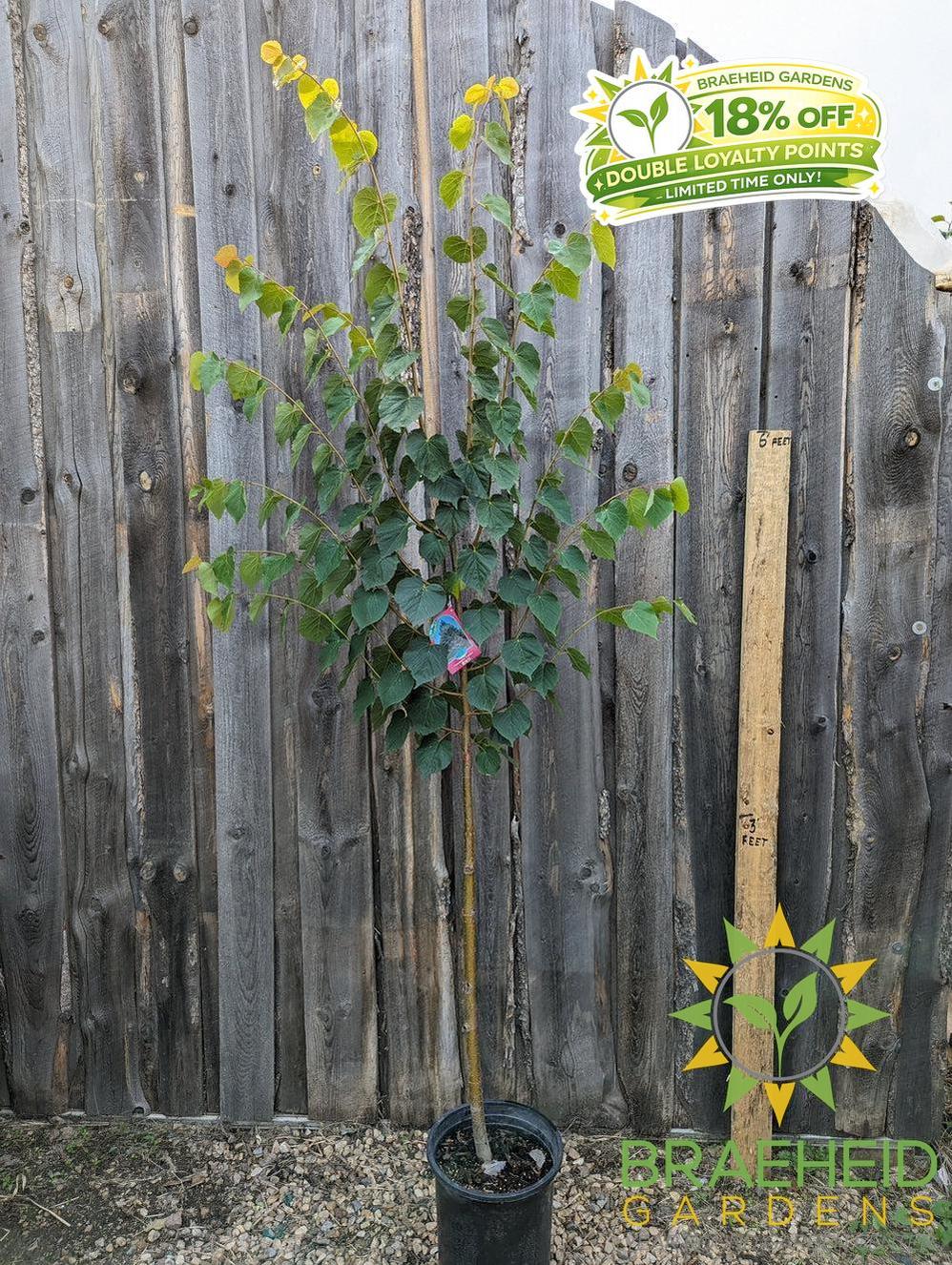 Greenspire® Linden- Tree for sale, Grown in Grande Prairie -Braeheid Gardens Ltd. on Emerson Trail