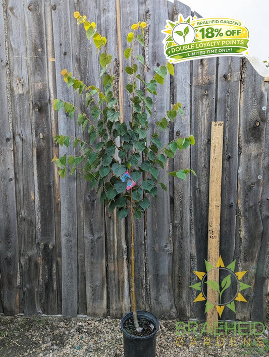 Greenspire® Linden- Tree for sale, Grown in Grande Prairie -Braeheid Gardens Ltd. on Emerson Trail