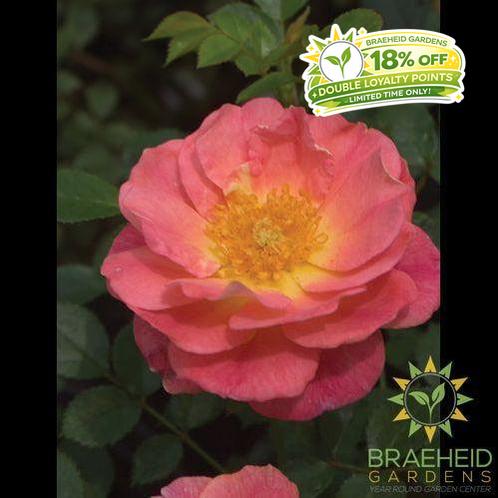 Oso Easy® Strawberry Crush Rose