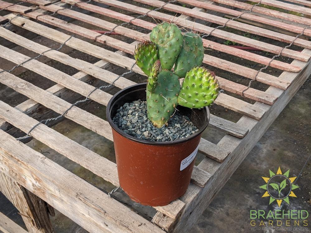 Opuntia Polycantha 'Cream to white' - Cold Hardy
