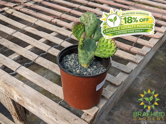 Opuntia Polycantha 'Cream to white' - Cold Hardy