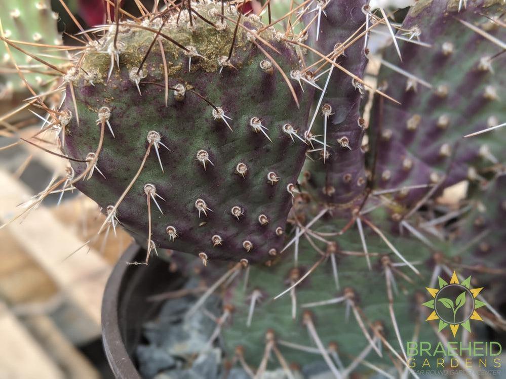 Opuntia Polycantha 'Purple Desert' - Cold Hardy