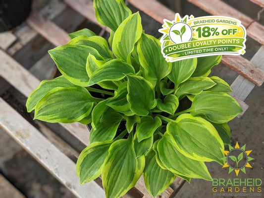 Hosta 'Color Festival' - NO SHIP -