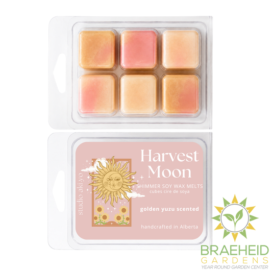 Golden Yuzu Harvest Moon Soy Wax Melt | Fresh Summer