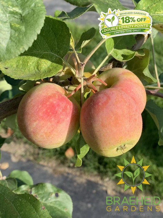 Gloria Apple- Tree for sale, Grown in Grande Prairie -Braeheid Gardens Ltd. on Emerson Trail
