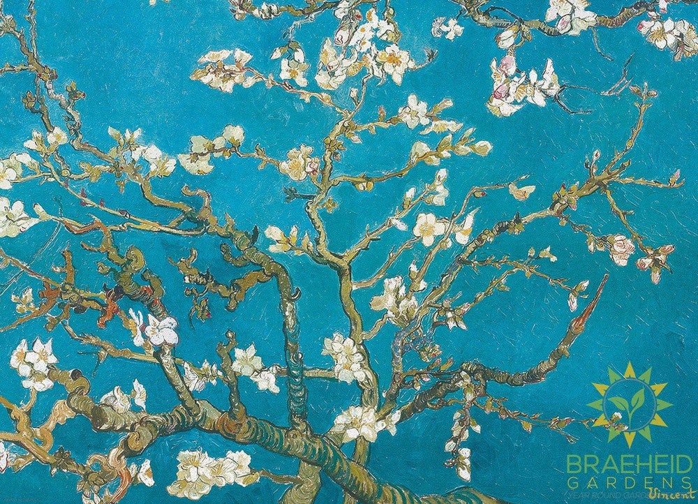 Almond Blossom by Van Gogh Puzzle