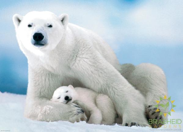 Polar Bear & Baby Puzzle