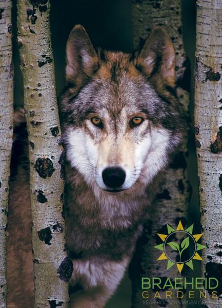 Gray Wolf Puzzle