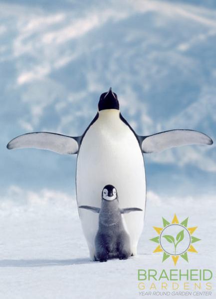 Peguin & Chick Puzzle