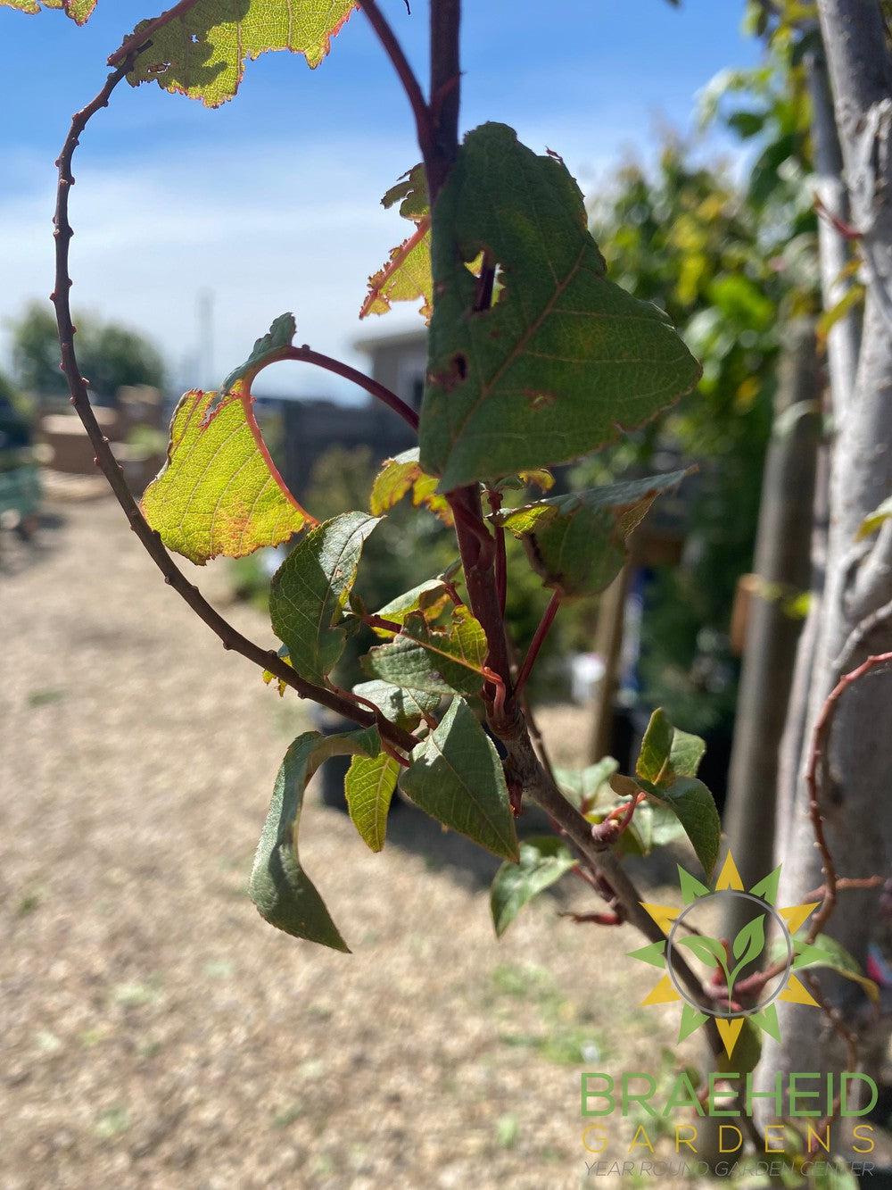 Sweetheart Mayday- Tree for sale, Grown in Grande Prairie -Braeheid Gardens Ltd. on Emerson Trail