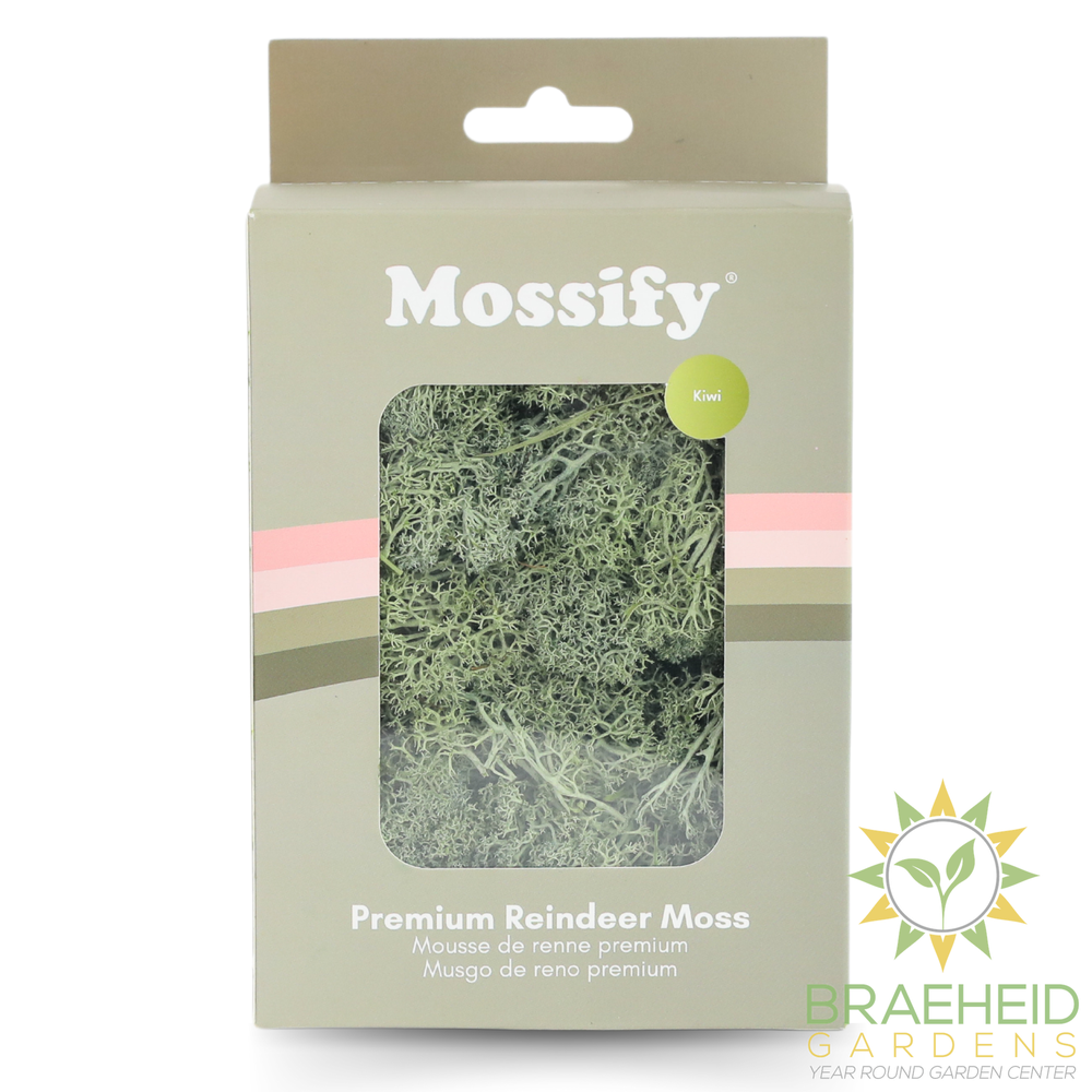 Premium Preserved Reindeer Moss