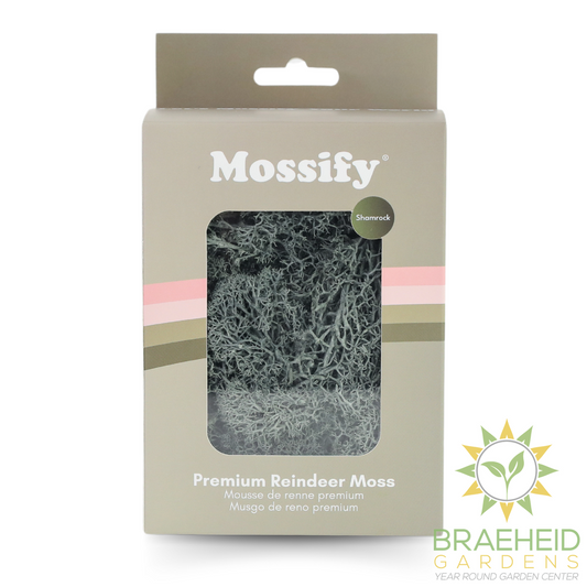 Premium Preserved Reindeer Moss