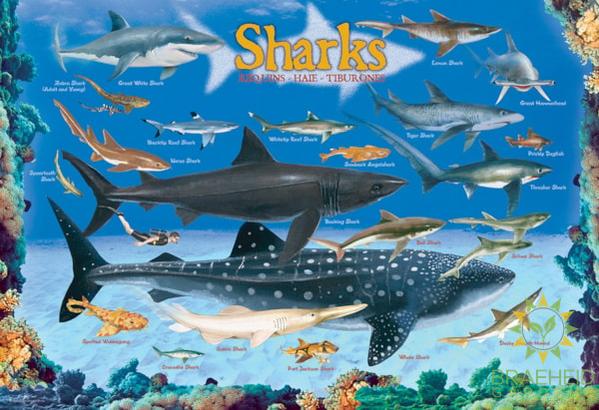 Sharks Puzzle