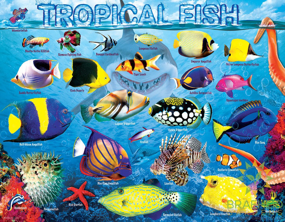 Tropical Fish Puzzle