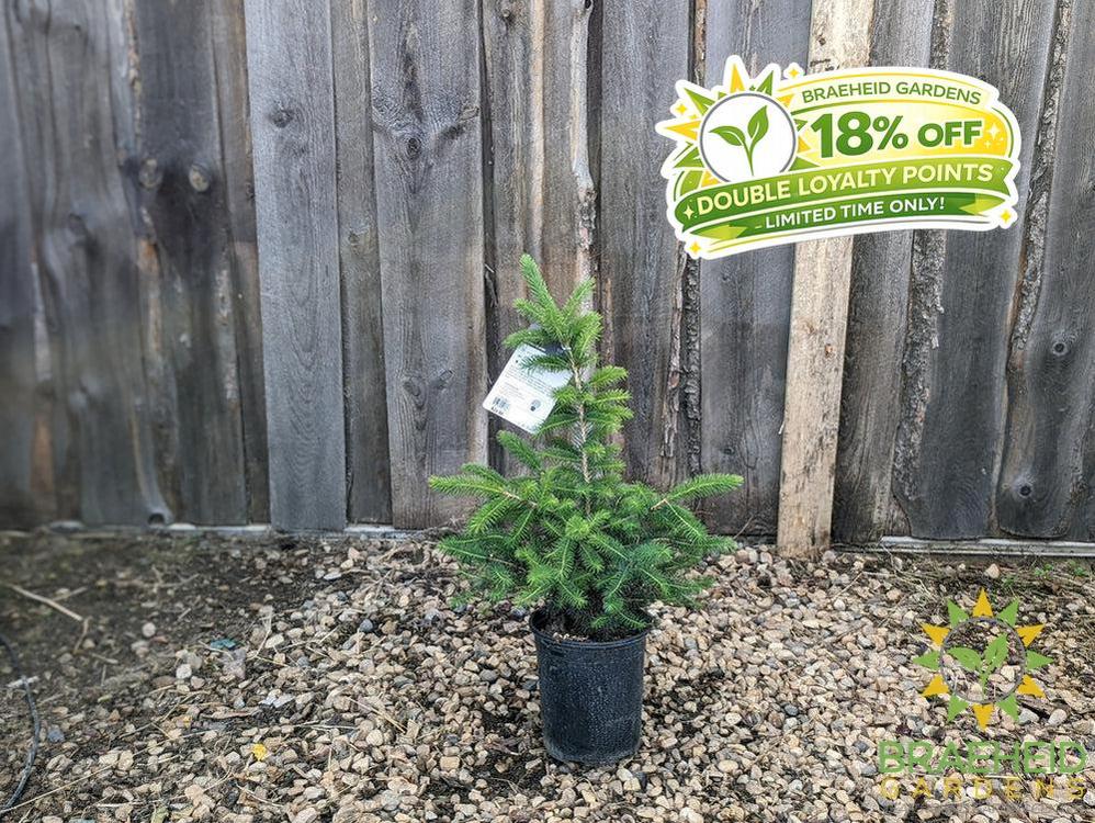 Black Hills Spruce- Tree for sale, Grown in Grande Prairie -Braeheid Gardens Ltd. on Emerson Trail