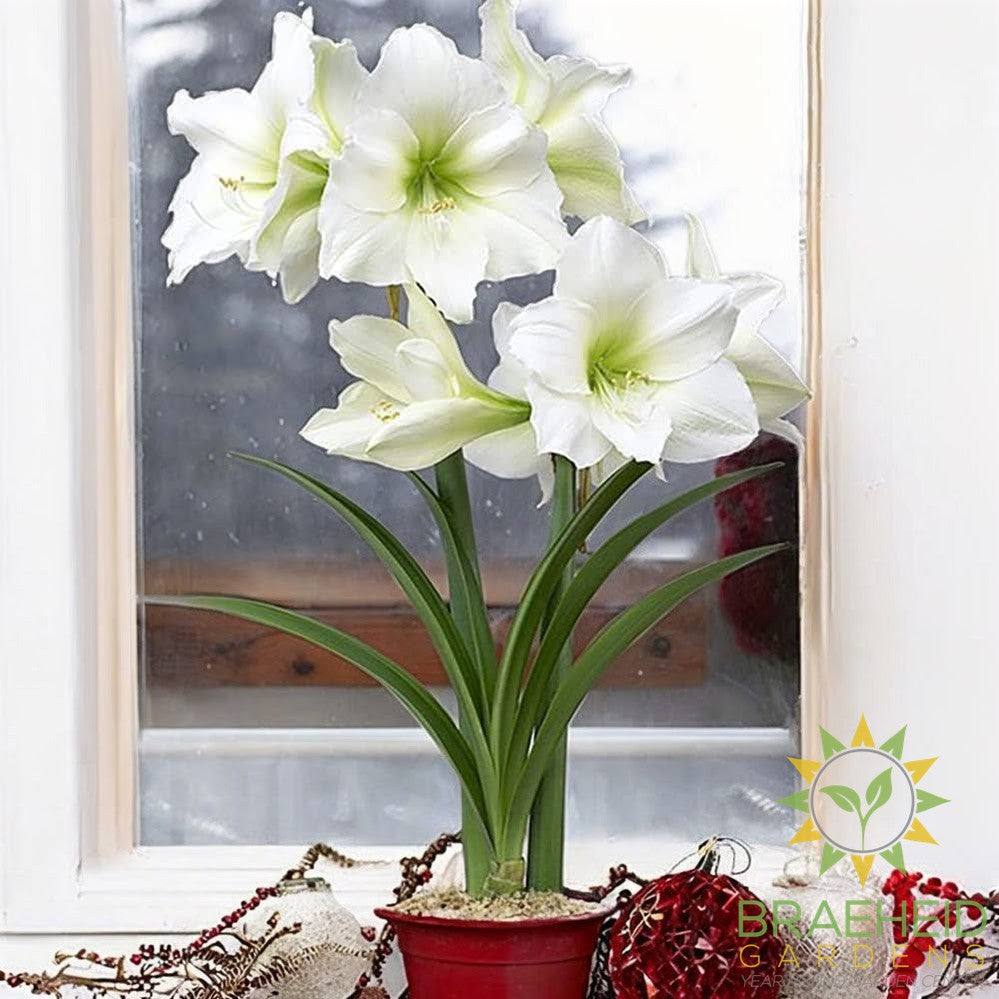 Amaryllis Bulb Gift Box - NO SHIP -