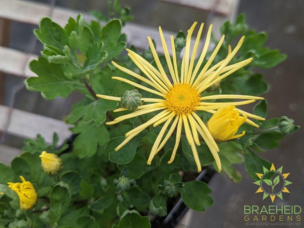 Chrysanthemum 'Mammoth Yellow Quill' - NO SHIP -